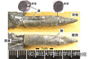 宮城県南三陸町から最古のベレムナイトの新属・新種の化石、東北大などが発見