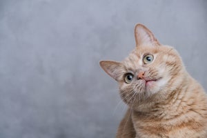 東大、猫に多い「特発性膀胱炎」診断向けバイオマーカー候補を発見