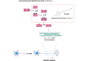 ニューロンにおいて神経突起伸長を促進する新しいシグナル経路、慶大が解明