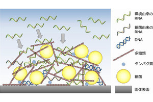 黄色ブドウ球菌は周囲のRNAをバイオフィルムの形成に利用する、慈恵医大などが発見
