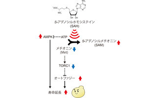 肉や乳製品などに含まれるアミノ酸の摂取が寿命を延ばす、広島大が線虫で確認