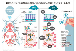 東大などが新型コロナ感染ハムスターの脳の変化を調査、認知機能や記憶に影響の可能性