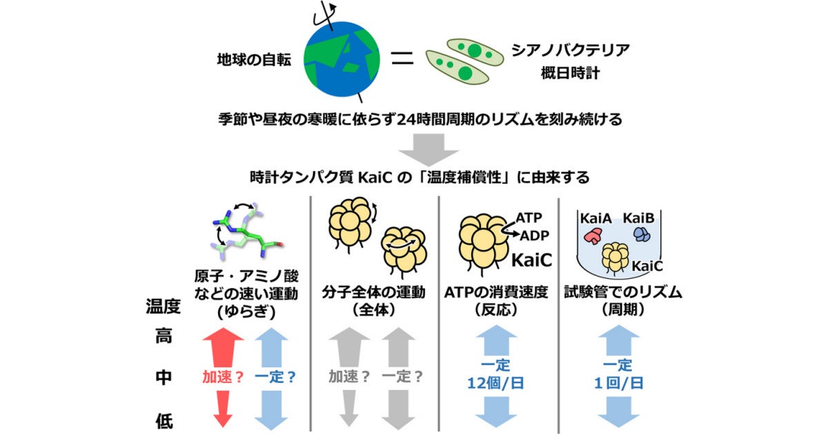 生物の概日時計は環境温度が変化してもリズムを保つ仕組みを持つ 分子