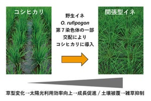 【今後の実用化に期待】雑草の育成を抑制する「開張型」のイネを開発－農研機構
