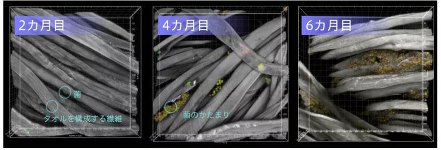 繊維の隙間に経時的に菌が蓄積する様子の顕微鏡画像