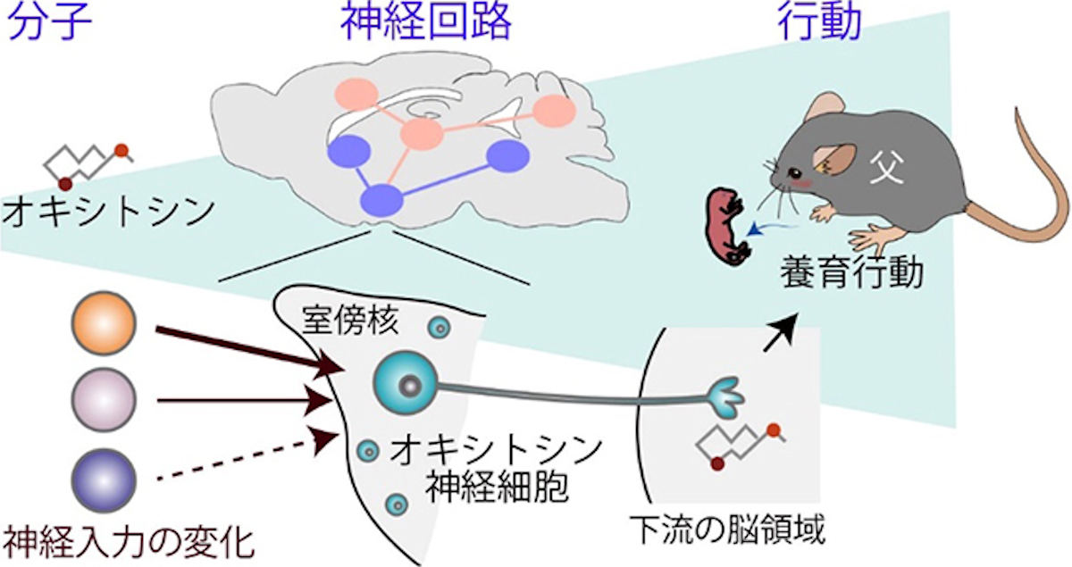 雄マウスが父親になると養育行動を見せる仕組み