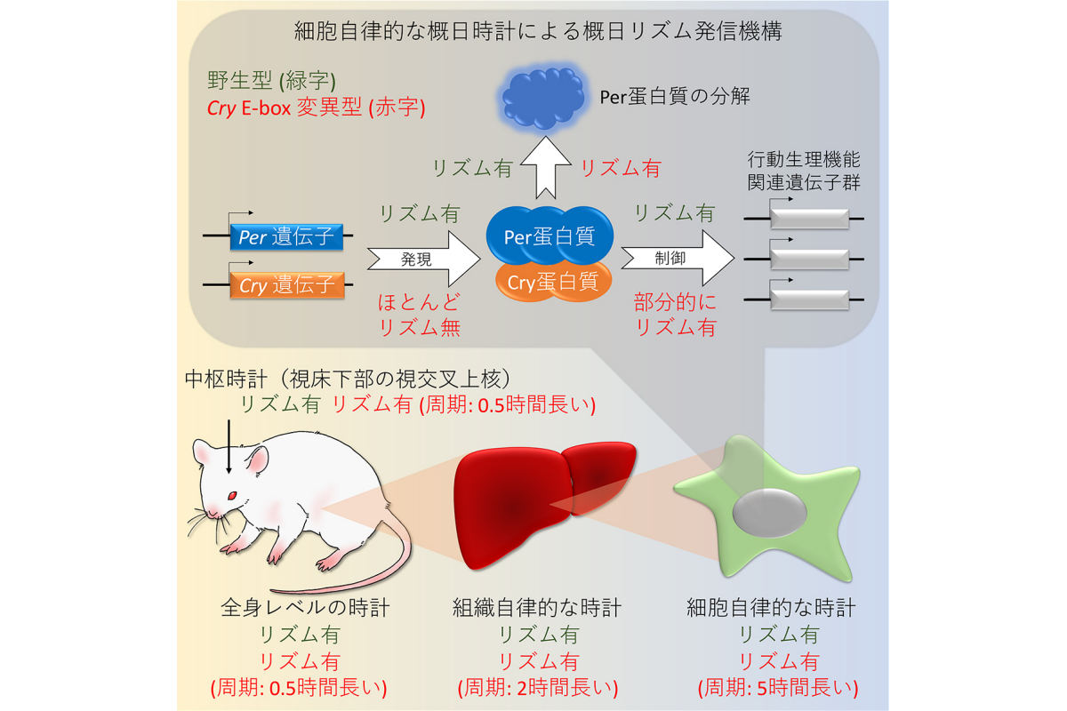 今回の研究の概要