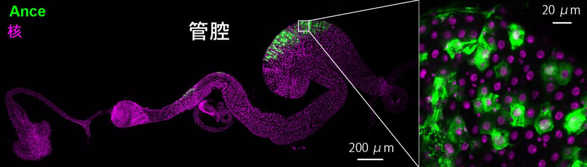 腸の一部の細胞はAnceを発現