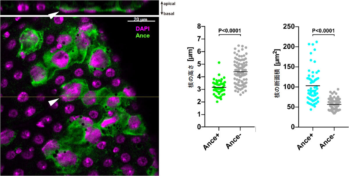 Ance発現細胞は扁平になる