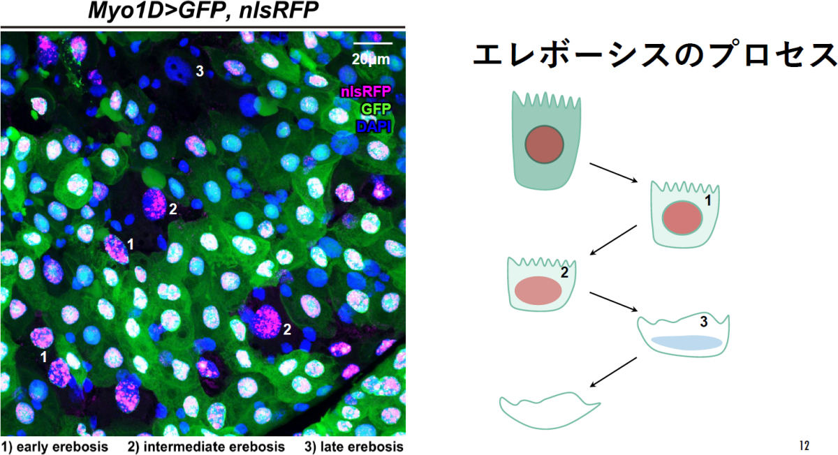 Ance発現細胞は、GFPおよびRFPなどの人工的な蛍光タンパク質も失い、細胞質が黒く抜けている