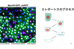理研など、蛍光タンパク質すら分解する暗黒の細胞死「エレボーシス」を発見
