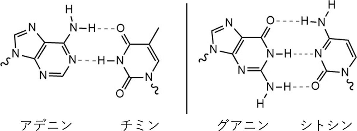 主な核酸塩基の構造と遺伝子の二重らせん構造で見られる代表的な塩基対