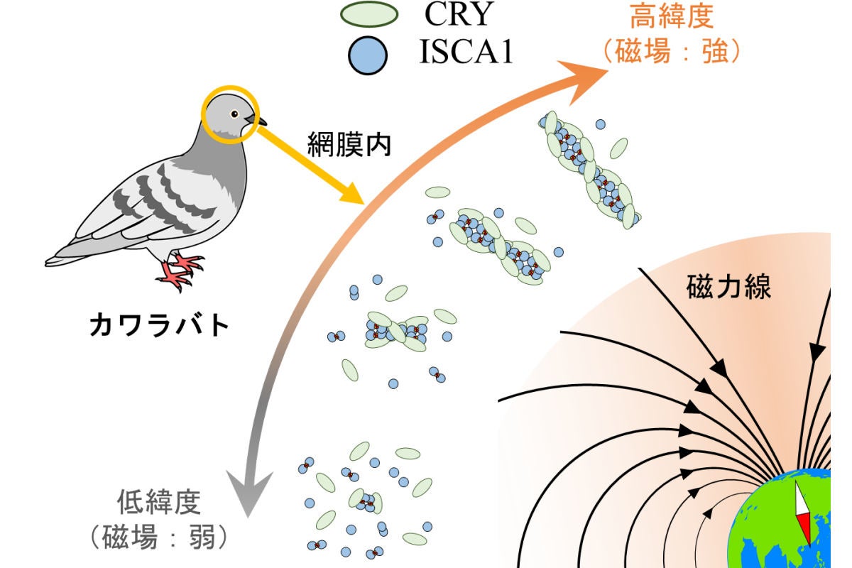 鳥が視覚的に磁場を見ている仕組み 量研機構などがその一端を解明 1 Tech