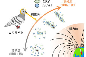 鳥が視覚的に磁場を見ている仕組み、量研機構などがその一端を解明