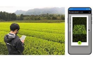 伊藤園×富士通、AI画像解析による茶葉の摘採時期判断をスマホで