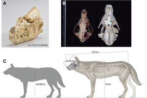 ニホンオオカミの祖先は2種類の交雑により誕生した、山梨大などが解明
