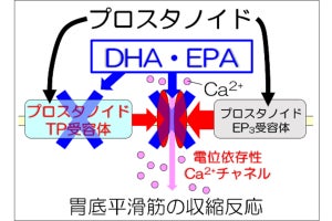 DHAとEPAに胃の過剰収縮を抑制する効果、東邦大が確認