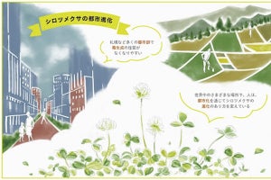 【地球規模】都市化が全世界のシロツメクサの進化に影響 - 北海道大学ら