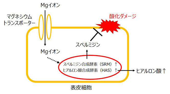 Mgイオンが表皮細胞に作用し、細胞のヒアルロン酸・スペルミジンの産生が促進される