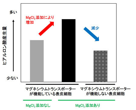 表皮細胞がマグネシウムトランスポーターを介してMgイオンを細胞内に取り入れることでヒアルロン酸産生が促進される