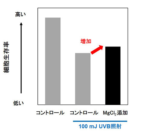 MgイオンによるUVBダメージからの細胞保護効果