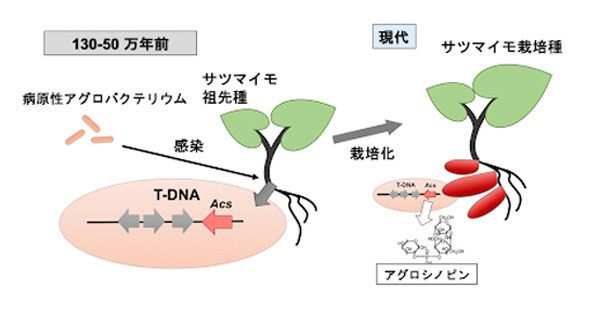 疑問 サツマイモは痩せた土地でも生育が良いワケ 名大大学院らが解明 マピオンニュース