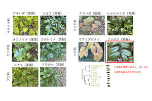 【疑問】越冬する常緑樹と落葉樹が共存できるわけ