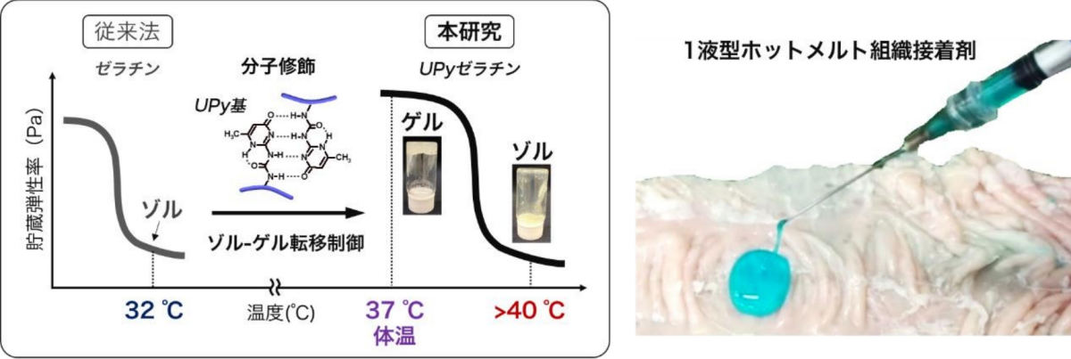 1液型ホットメルト組織接着剤の材料設計とイメージ