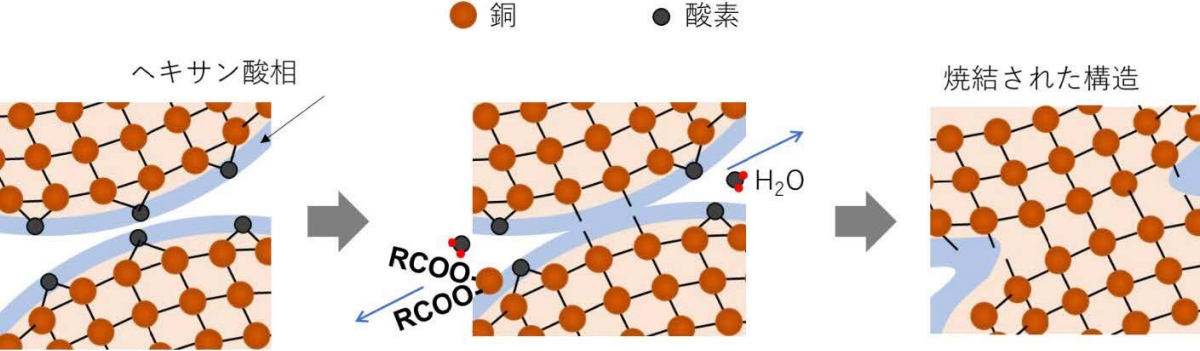 Cu64Oを持つ粒子の焼結時のヘキサン酸との反応によるネッキング形成