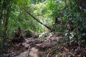 【種の宝庫】東南アジア熱帯林の形成過程解明に挑む