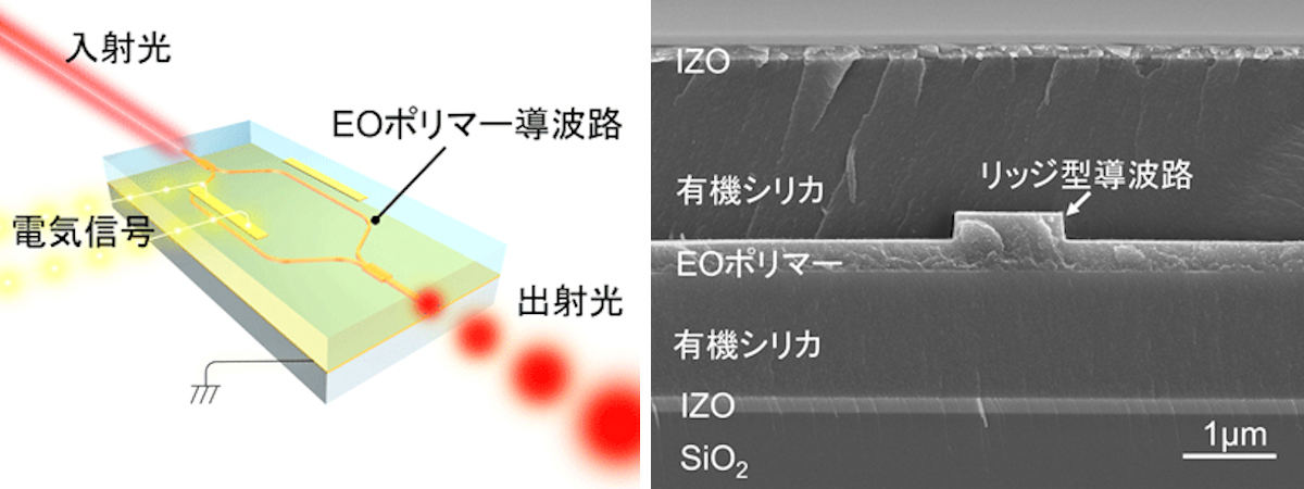 今回開発された可視光用EOポリマー光変調器の概略図
