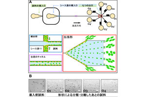 NAIST、同じ大腸菌でも形状の違いで分類できるマイクロ流体デバイスを開発