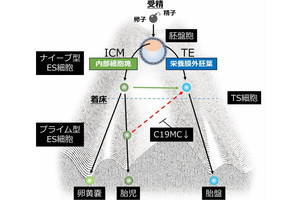 東北大、受精卵から胎盤となる細胞への運命決定のメカニズムを解明