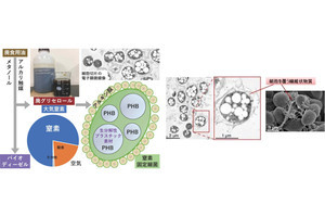 京大、菌活でバイオディーゼル副生物から有用資源の生産に成功
