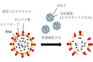大阪公立大、「帯電微粒子水」がSARS-CoV-2を不活化する機構の一端を解明