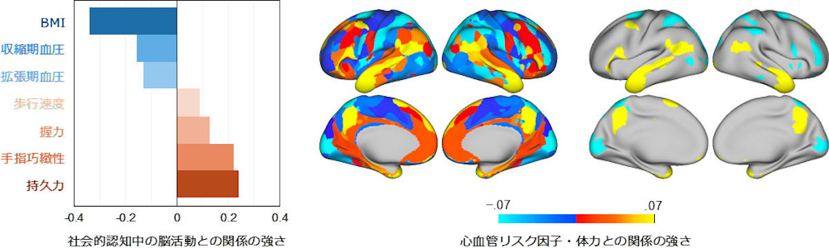 心血管リスク因子および体力と社会的認知中の脳活動の関係