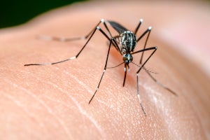【虫よけ】花王が開発した蚊を効果的に避ける技術に迫る