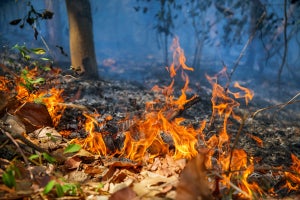 【火災原因】北極域の炭素粒子と森林火災が関係している!?