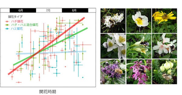 美しさの裏側】高山植物は虫に花粉を運ばせるために鮮やかで美しい花を