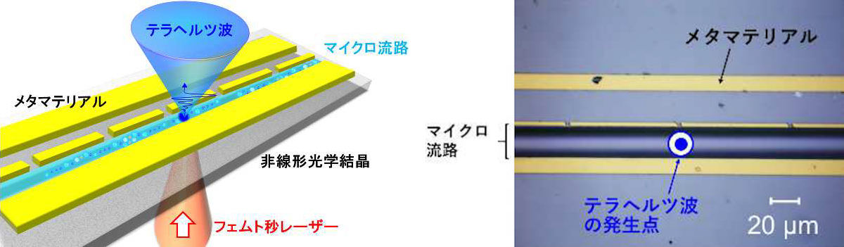 今回開発されたテラヘルツバイオチップによる微量溶液測定の模式図