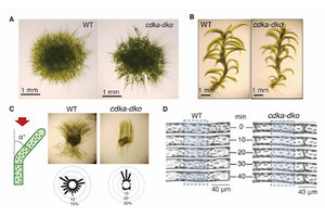 【期待】植物タンパク質の新機能発見がヒトの病気の治療や予防につながる!?