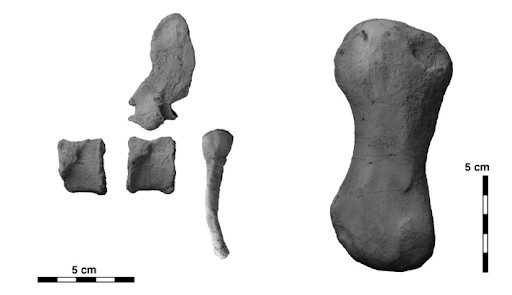 今回発掘された2個体の原始的魚竜の骨化石。左は全長約2.5メートルの原始的魚竜の脊椎骨など。右は全長約5メートルの原始的魚竜の上腕骨。(出典：東京都市大学プレスリリース)