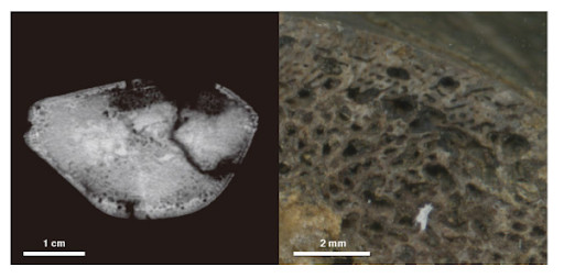 今回発見された大型魚竜の上腕骨の断面(右)とCT画像(左)(出典：東京都市大学プレスリリース)