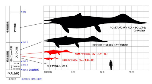 古生代末の大量絶滅後、時間の経過に伴って魚竜が巨大化した過程を示した図。赤色部分は今回発見された魚竜である