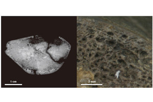 【発見】世界最古級の魚竜化石－東京都市大学ら