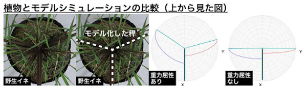 分げつの動きのシミュレーション。枝分かれのタイミングで主稈が倒れている場合は上向きの動き(重力屈性)が水平方向の動きを生み出しうるということがわかった