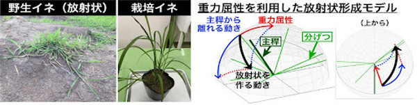 (左)野生イネの稈が放射状に這うのに対し、栽培イネの稈は直立し、扇状に開く。(右)重力屈性(赤)と主稈から離れる動き(青)が組み合わさることで、放射状を作る動き(黒、水平方向の動きを含む)が生み出される