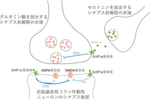 セロトニンが興奮性シナプス伝達を調節する仕組み、慈恵医大が解明