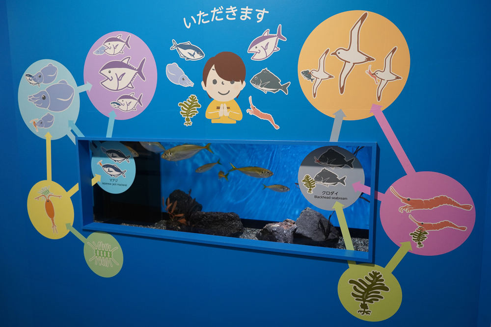 食材として親しみのある魚も生き物だということを表す展示になっている