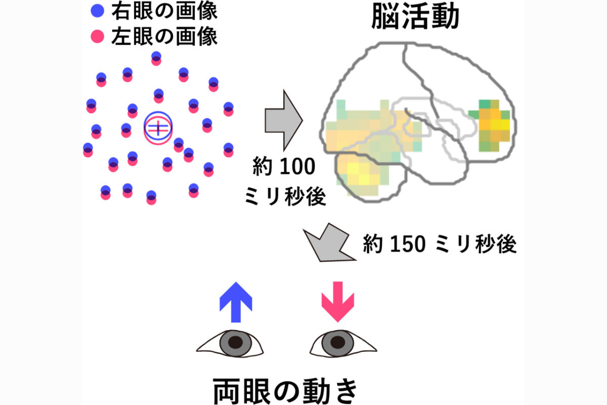 両眼の間で異なる動きを作り出す脳内メカニズム